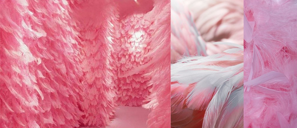 zippy clothing Feather