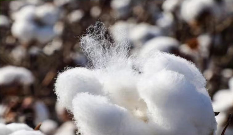 "Self" fiber woven sustainable future,rejection of pollution